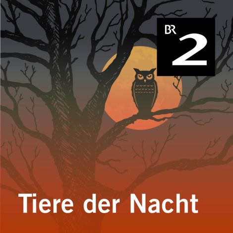 Hörbüch “Tiere der Nacht – Silke Wolfrum”